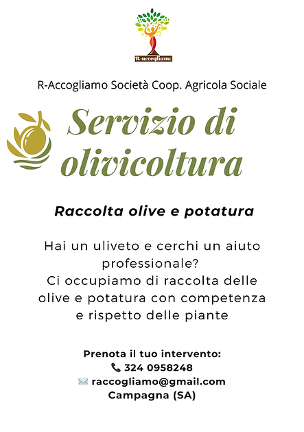 Servizio di raccolta olive (1).png