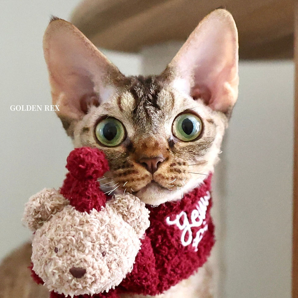 2025年11月28日追加