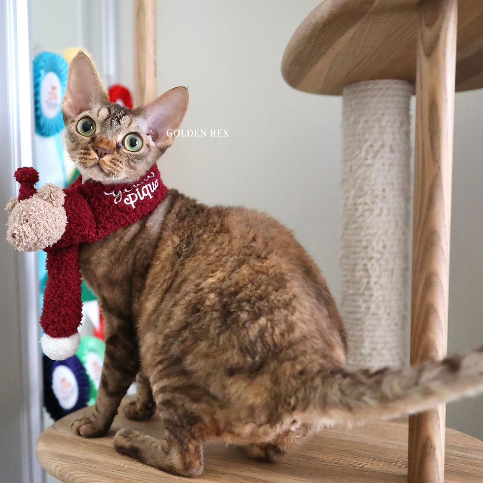 2025年11月28日追加