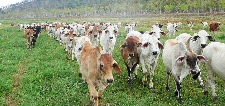 Cattle January February 2007