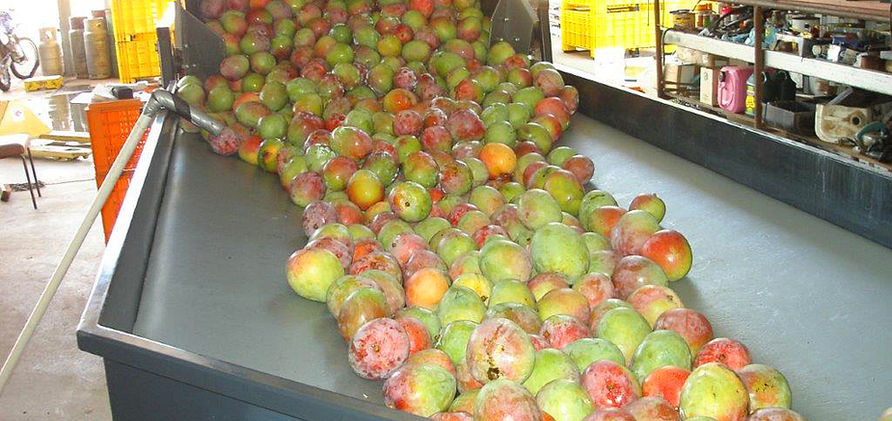 Packing mangoes