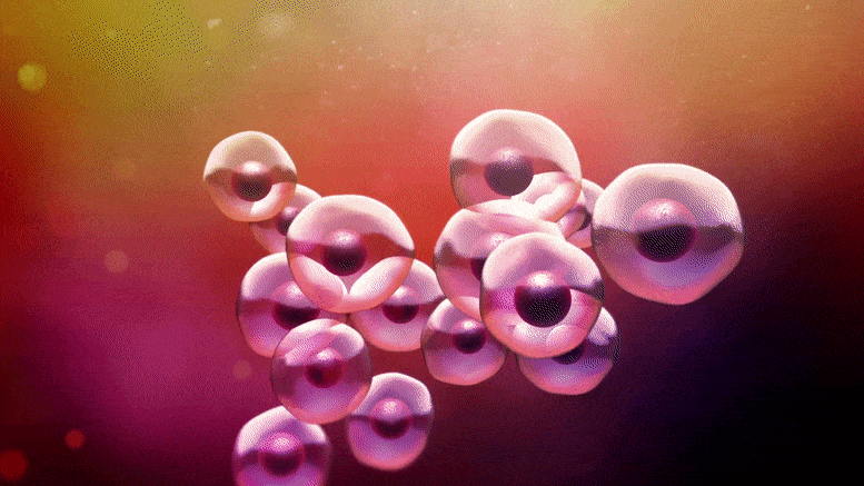 Microbiology-Cells-Dividing.gif