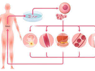 Pluripotent Stem Cells