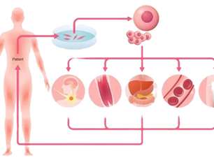 Pluripotent Stem Cells