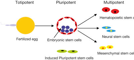 Totipotent Stem Cells