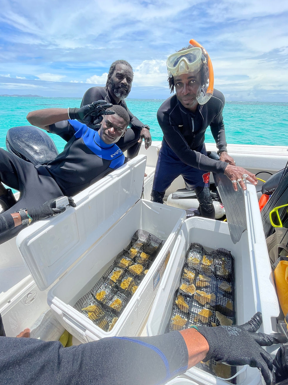 Elkhorn coral transport