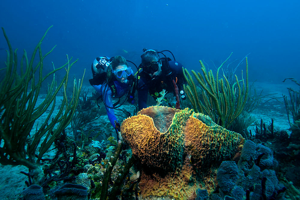 Ocean Conservation The Philip Stephenson Foundation United States