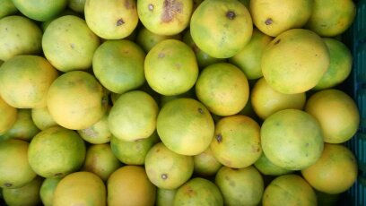 Feira de Orgânicos