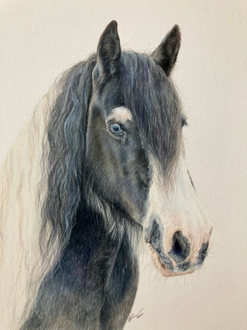 Betty the cob, A3 pet portrait. Equestrian portrait. Coloured pencil