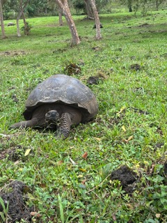 Tortoises in Galapagos