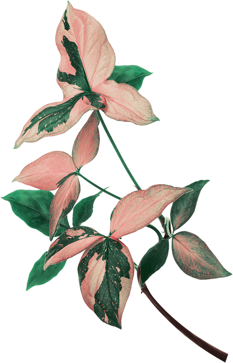 Eden-Leaves-Pink-and-green-v2.png
