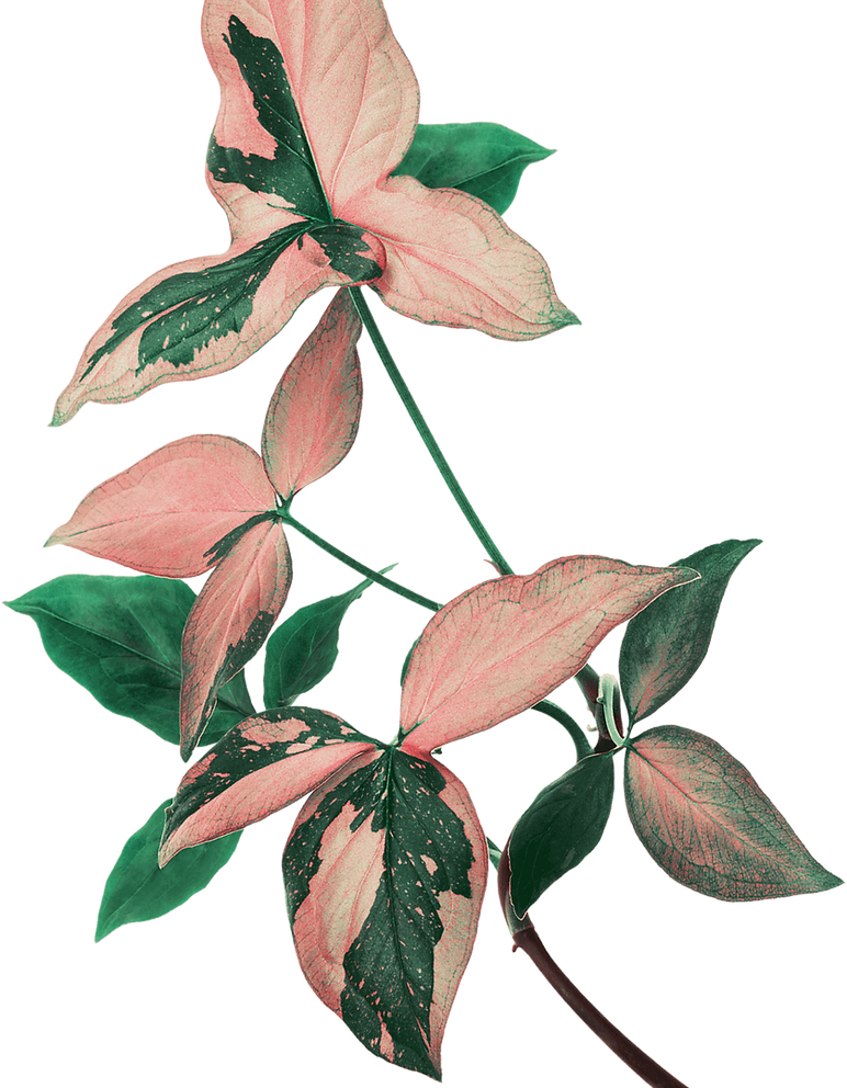 Eden-Leaves-Pink-and-green-v2.png