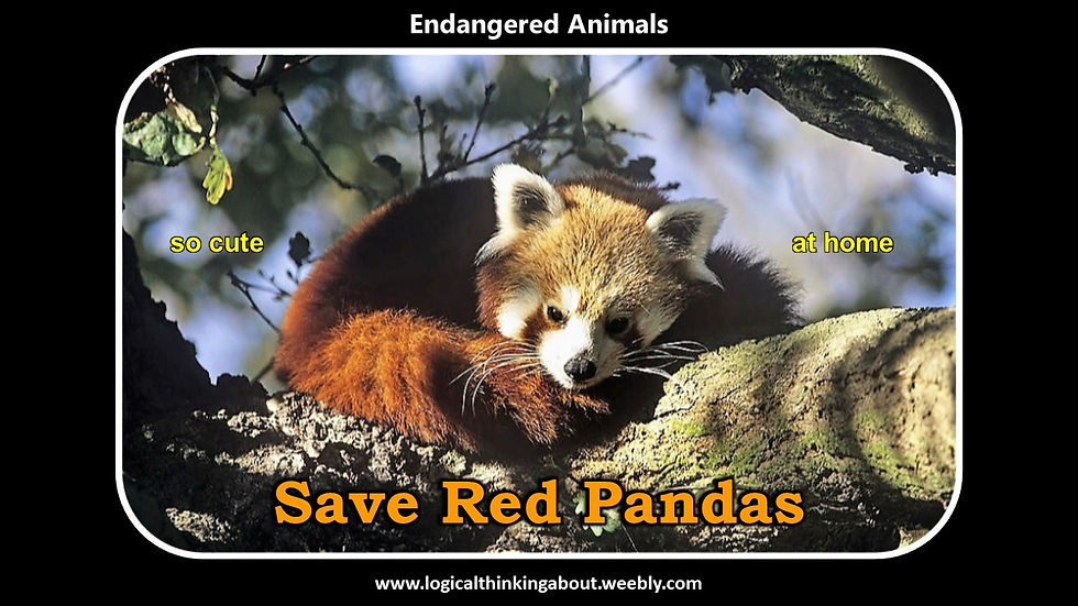 RedPanda