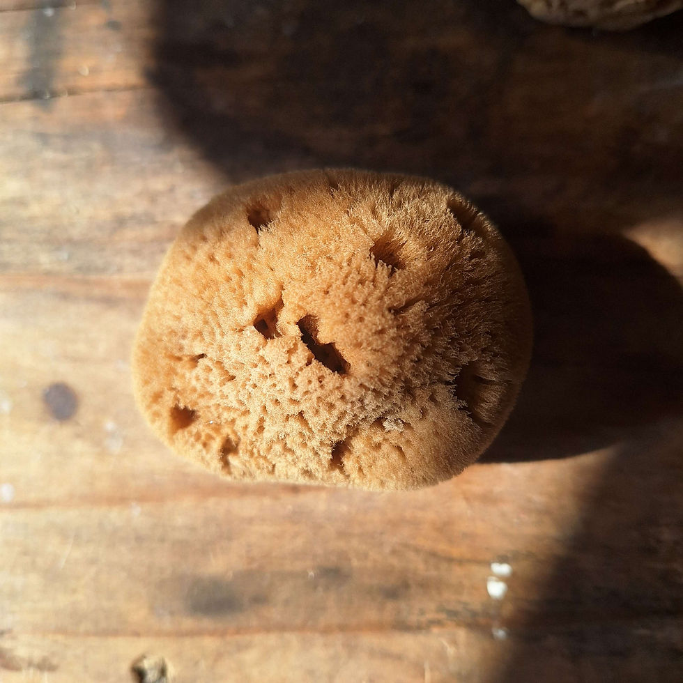 Thumbnail: Caribbean Hard Head Sea Sponge 3.5-4" – Natural Exfoliation for Face & Neck