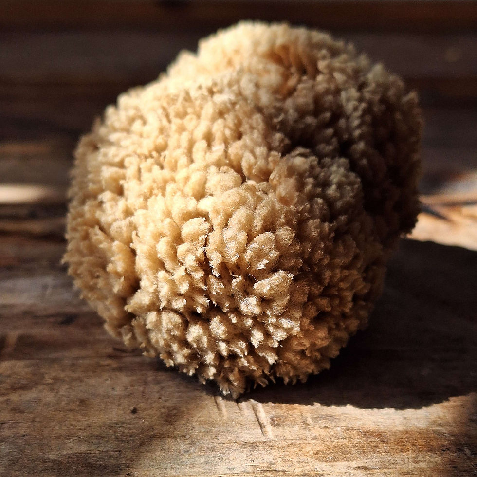 Thumbnail: Caribbean Wool Sea Sponge 3.5-4.5" – Gentle Care for Face & Neck