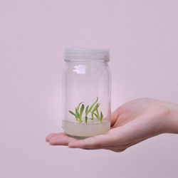 Plant flask