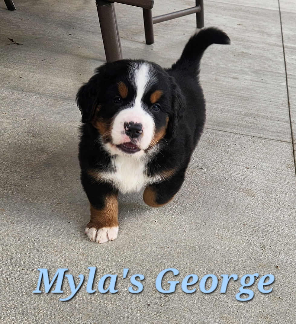 Myla's George