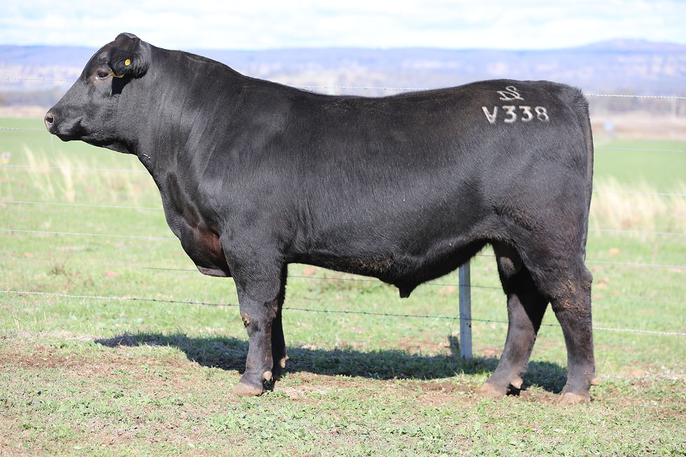 Lot 10 EER24V338