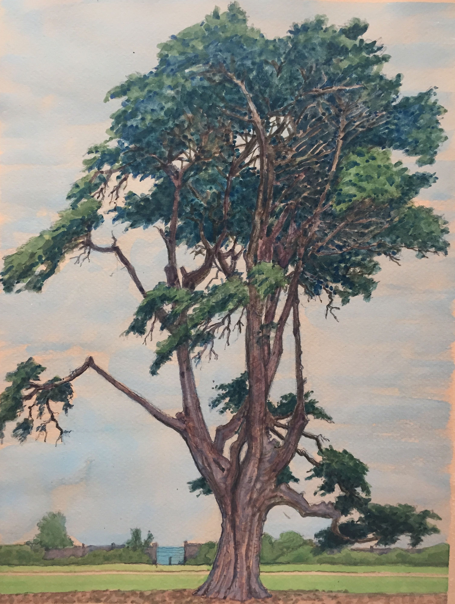 Pine Tree, Green Point