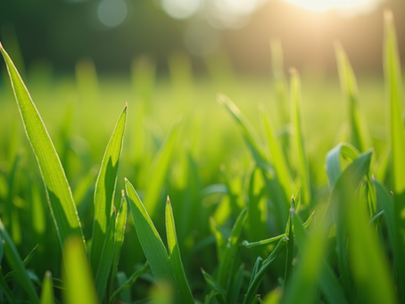 Beginner-Friendly Lawn Care Tips for a Healthy Yard