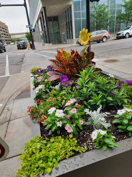 A dark pot brimming with vibrant lime-green trailing vines and clusters of purple flowers.