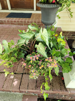 A dark planter on a wooden deck overflowing with lush green hosta leaves and cascading ivy.