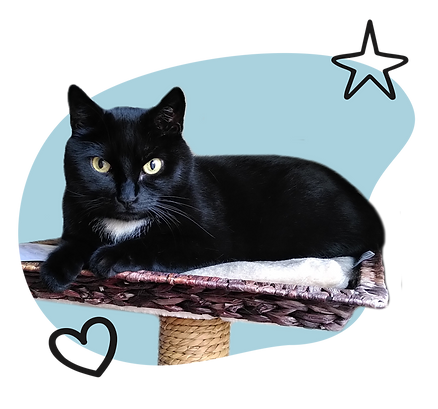 cat2.png