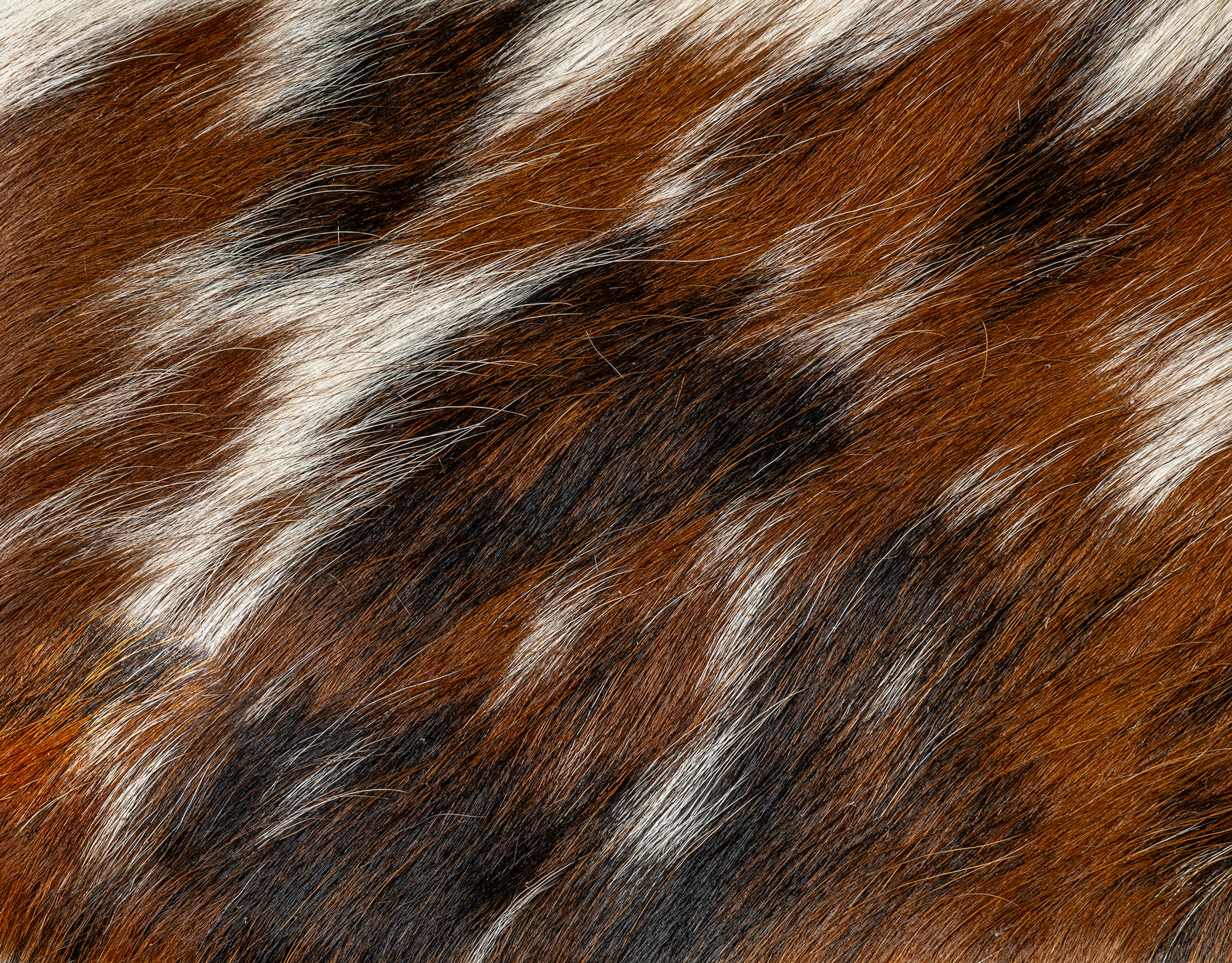TRI COLOR WHITE COWHIDE