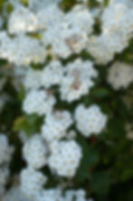 IMG_0488-Enhanced-NR.jpg