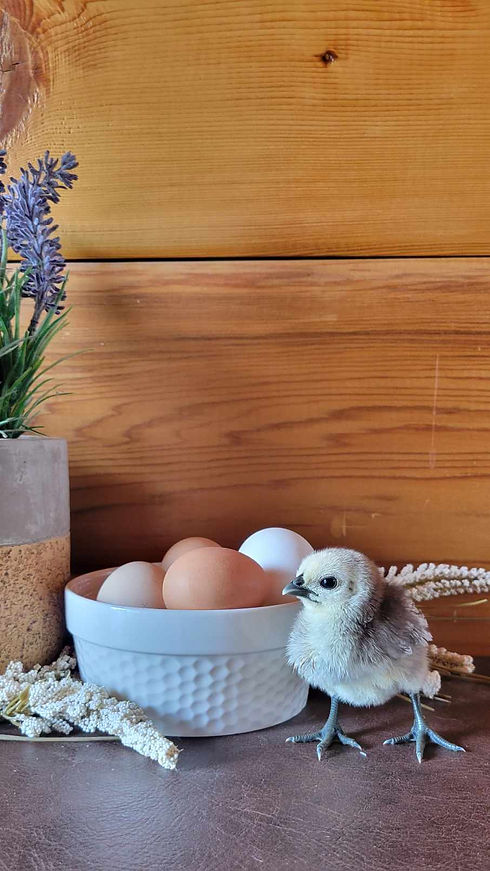 baby chick and eggs