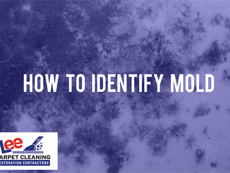 How to Identify Mold