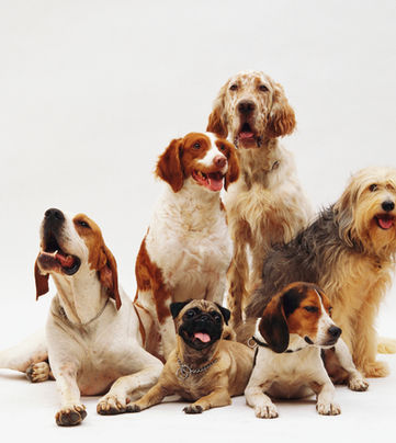 Pet Star: The place where your dog will always be a star.