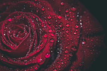 Divine Love