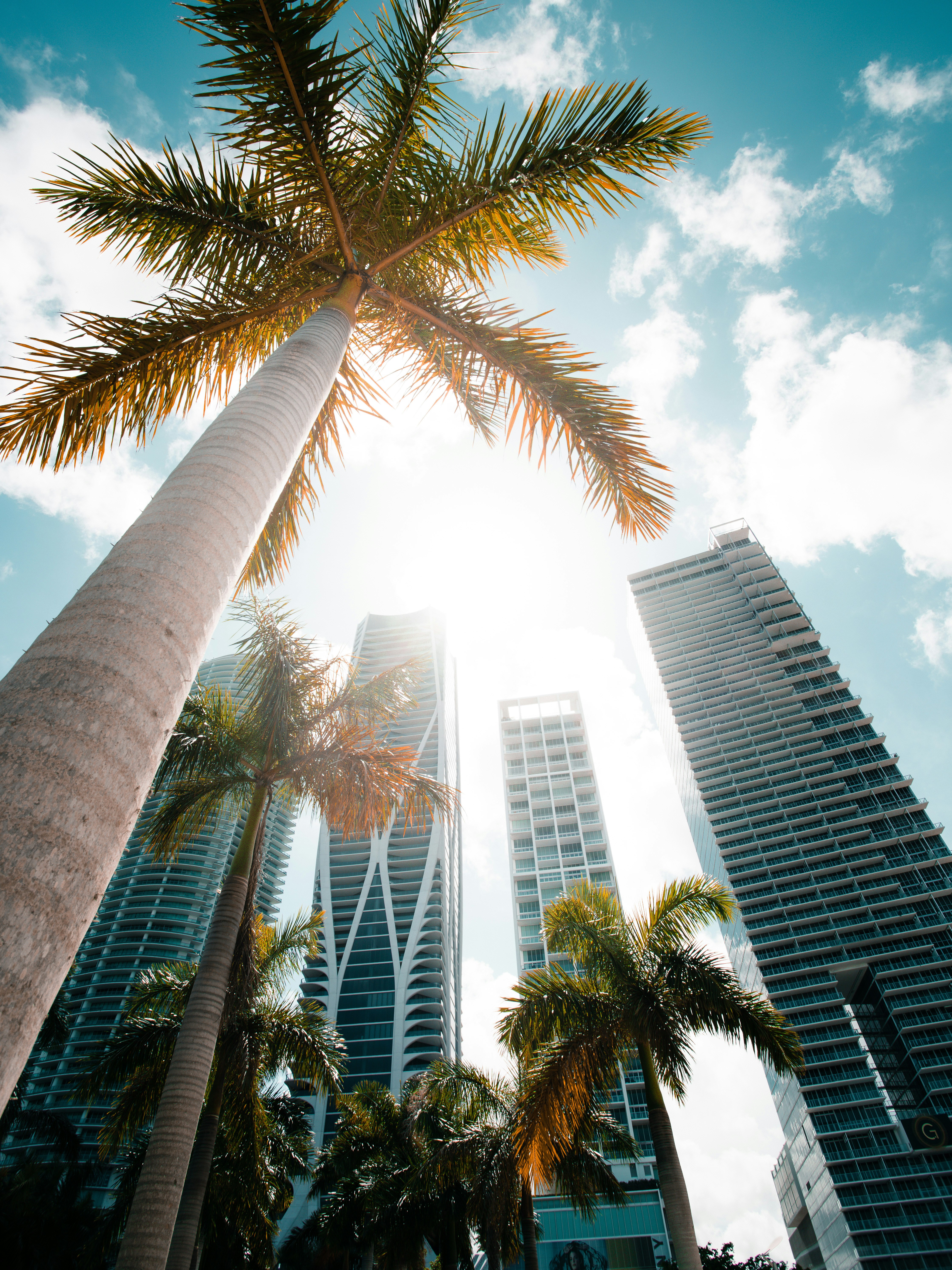 A palm tree in Miami, Florida