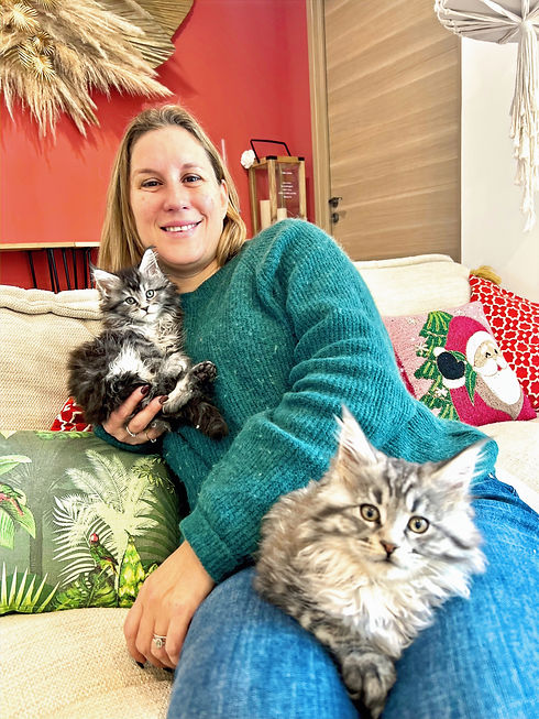 Elevage Maine Coon Montpellier Nimes