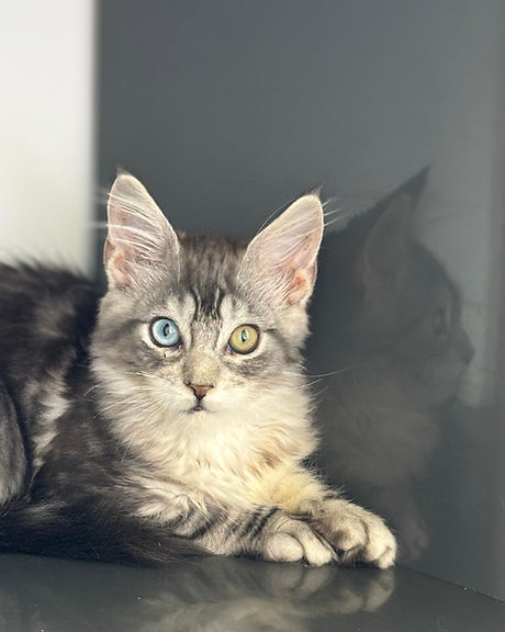 chaton maine coonJPG