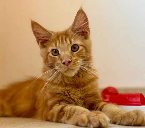 MAINE COON ROUX .JPG