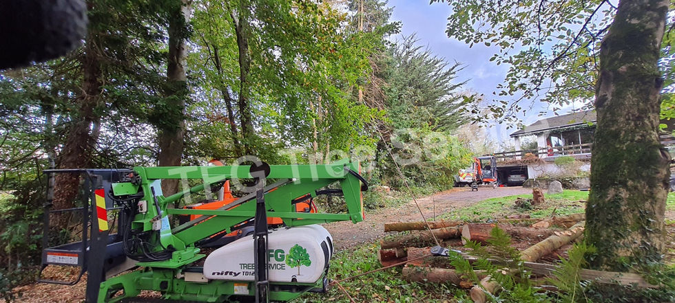 TFG Tree Service
