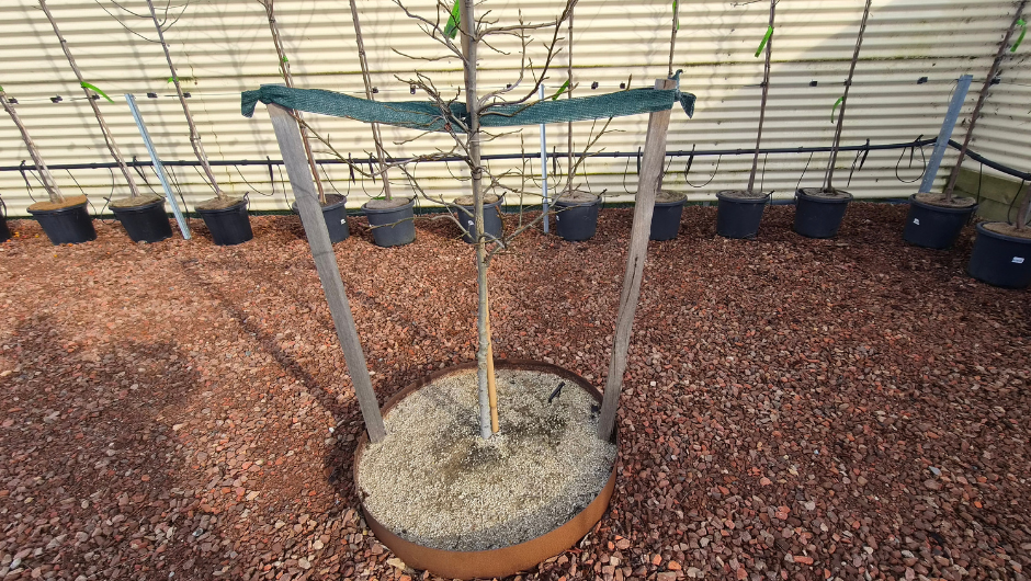 A planted tree staked with two hardwood stakes and wide ties