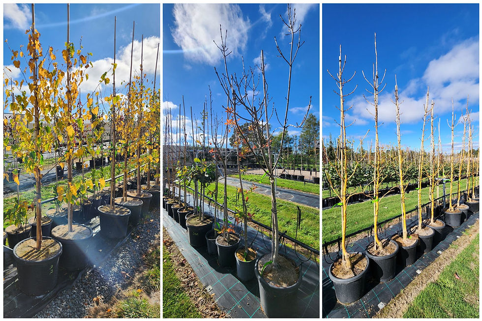 Three-panel photo of advanced deciduous trees in large black pots at a nursery, shown losing their autumn foliage left to right: golden leaves, sparse bare branches, then fully bare stems against a blue sky.