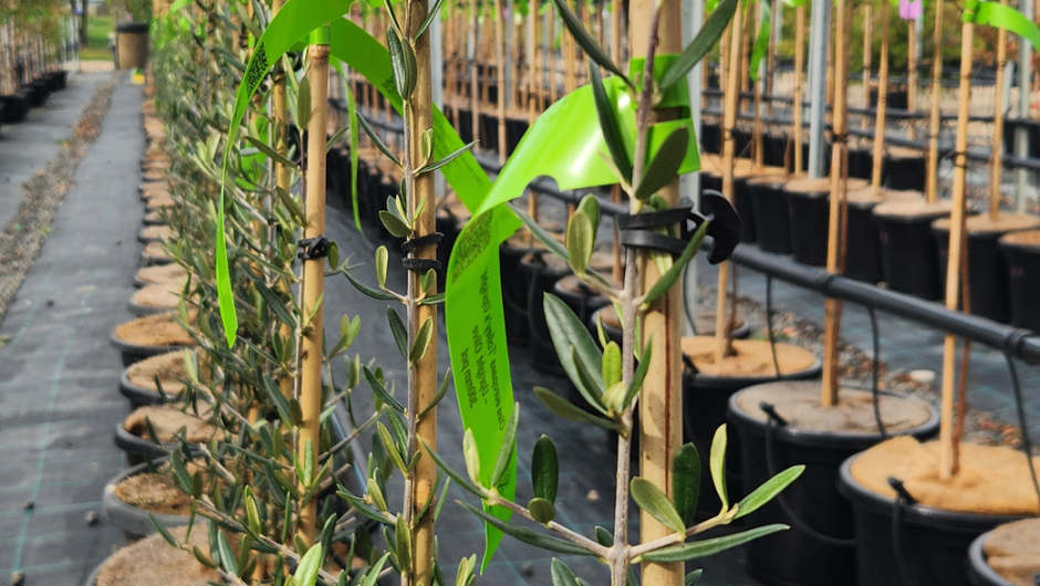 Bamboo stakes supporting young tree trunks with black rubber ties