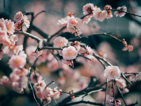 How the Latest Industry Trends Shape Wellness Offerings at NPOC