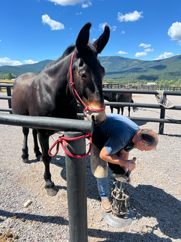 Meet Dallas, the mule with a heart of gold!