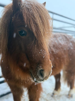 Meet Lil' Kim the mini pony!