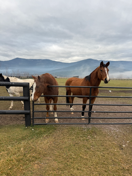 Meet Whistful, the courageous survivor!