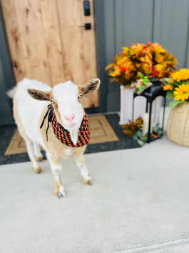 Meet Sophie, the sassy goat!