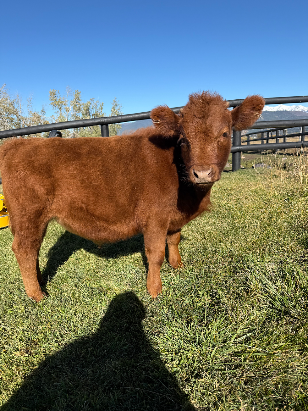 Meet Wilson, The bossy little calf!