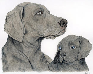 Weimaraner Mama and Puppy