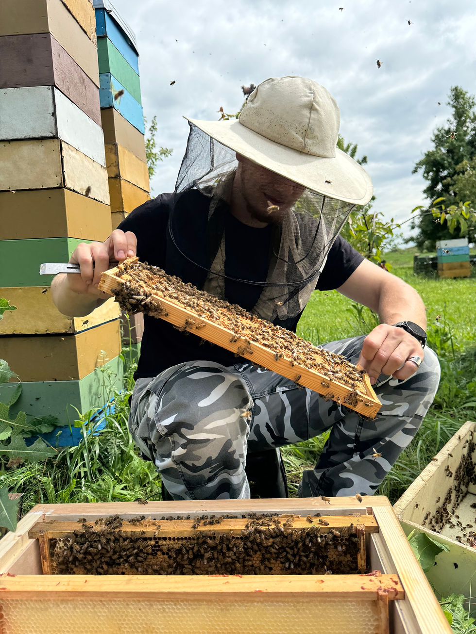 Bitininkas apžiūri bičių šeimą naujame avilyje