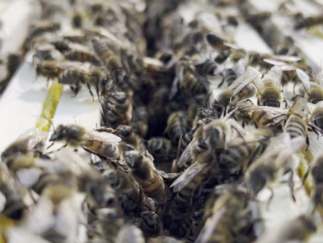 2025-ieji – juodžiausi metai bitėms